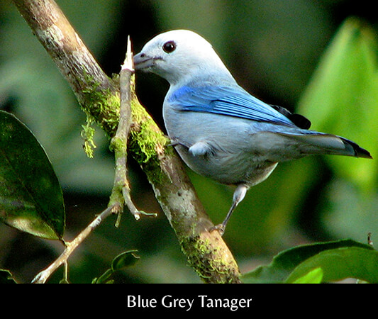 AME_Blue Grey Tanager