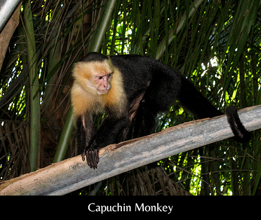 Capuchin Monkey