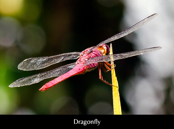 Dragonfly