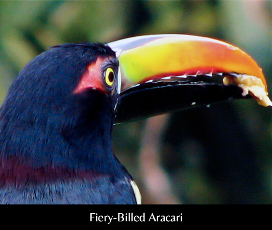 Fiery-Billed Aracari