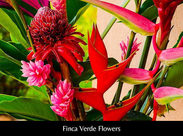 Finca Verde Flowers