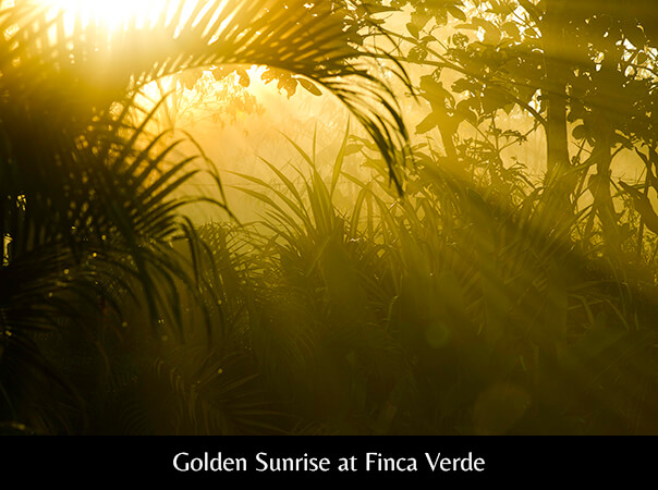 Golden Sunrise at Finca Verde