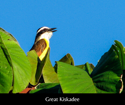 Great Kiskadee