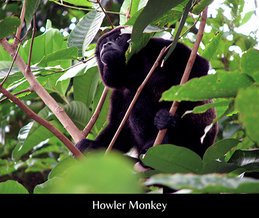 Howler Monkey