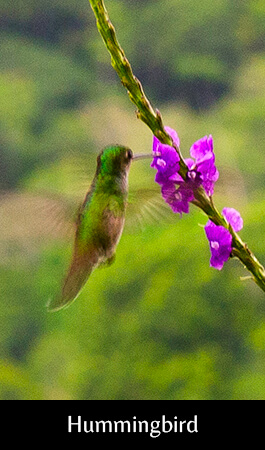 Hummingbird