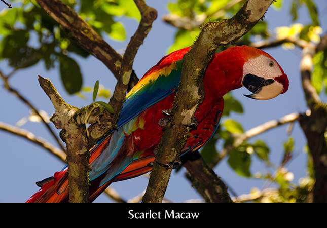 Scarlet Macaw