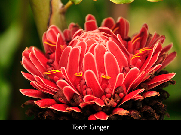 Torch Ginger 2