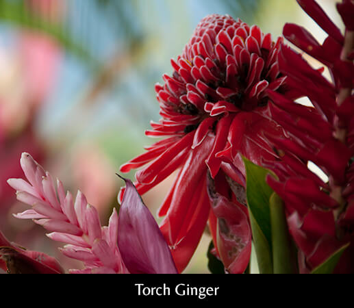 Torch Ginger