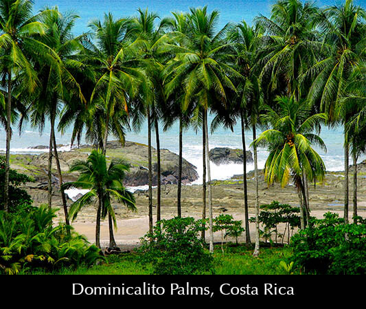 Dominicalito Palms